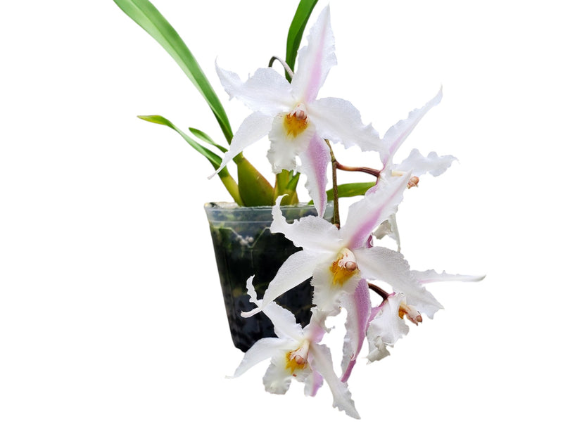 Oncidium Nerissa