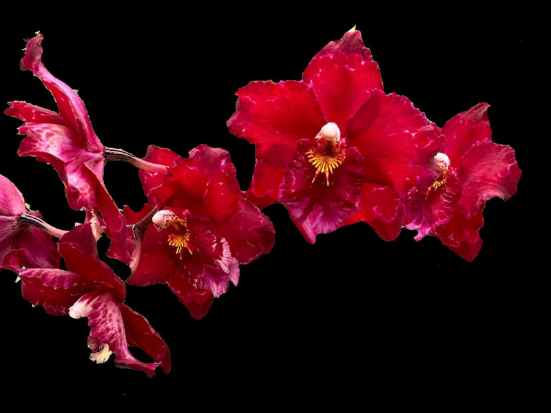 Oncidium Northern Visit