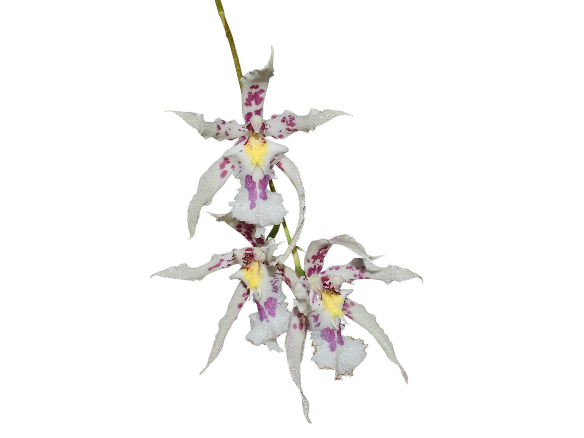 Oncidium Pamela Ann