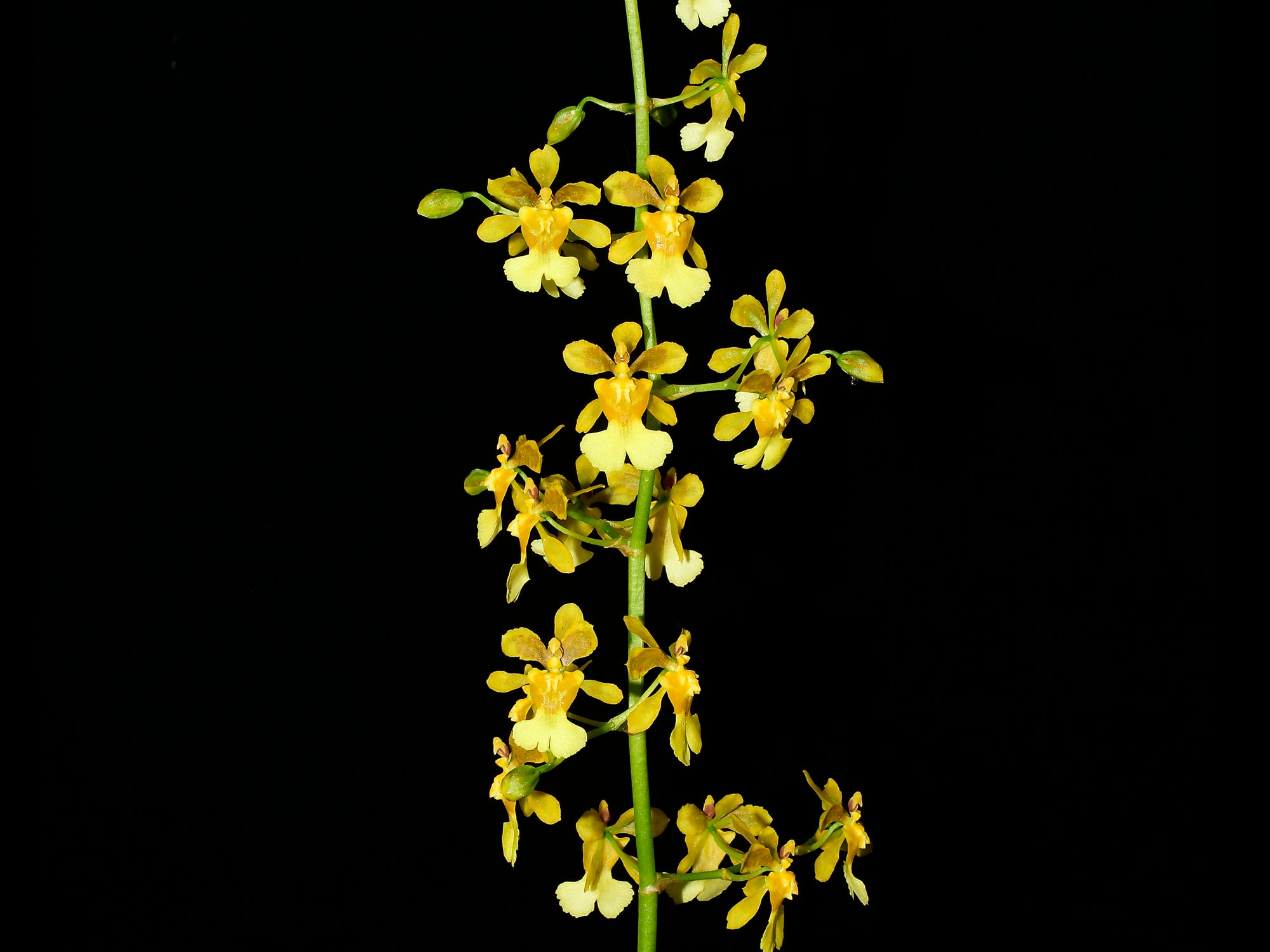 Oncidium Pepe Portilla