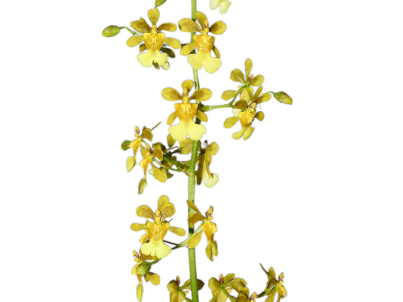 Oncidium Pepe Portilla