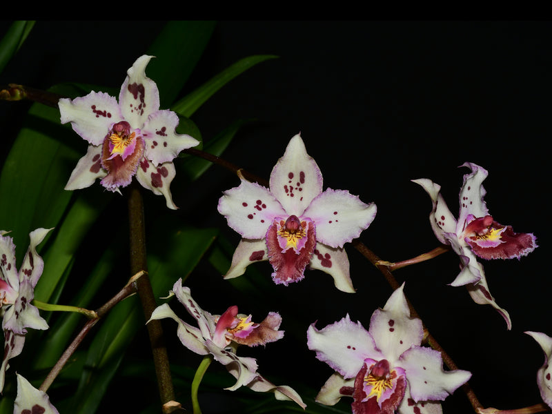Oncidium Piti Duran