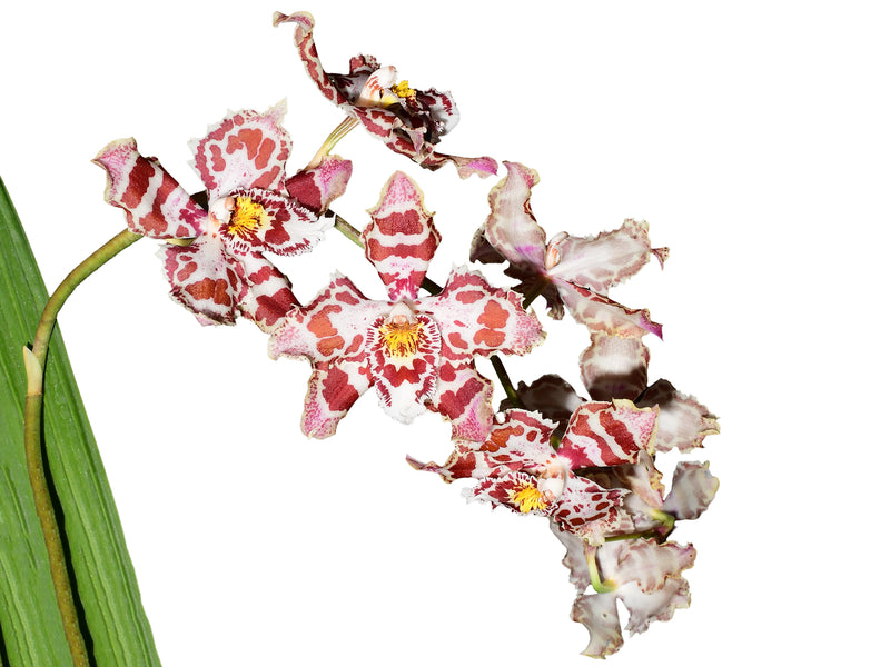 Oncidium Sami Wayta