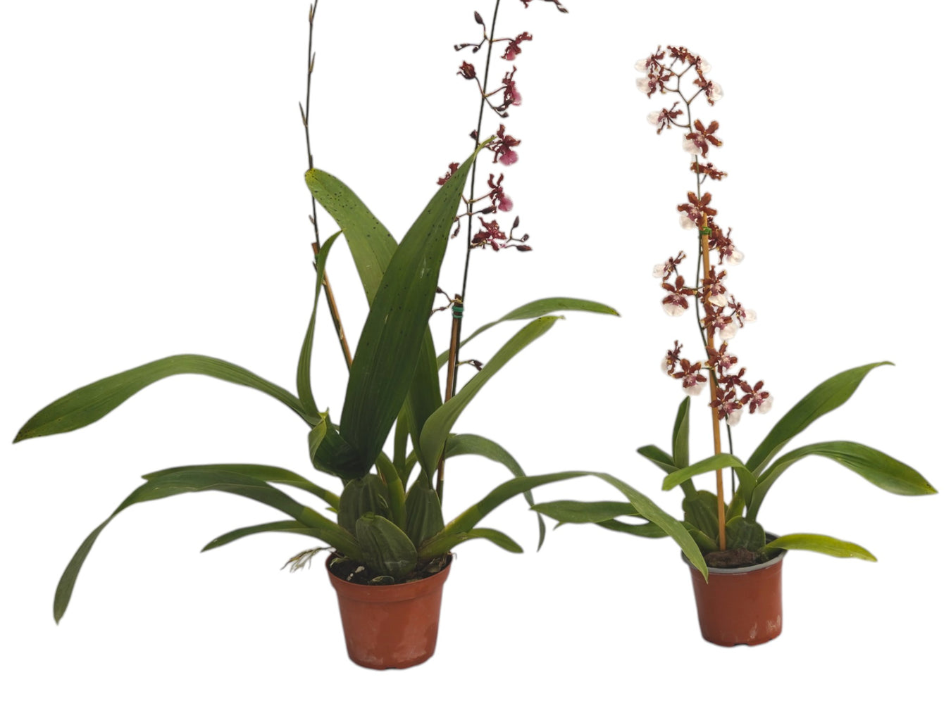 XL Plants