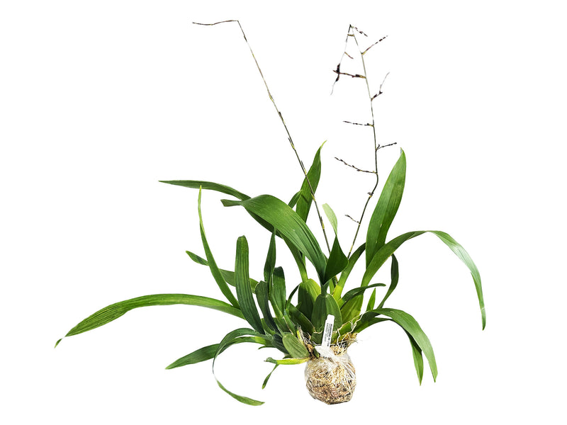 Oncidium Sharry Baby