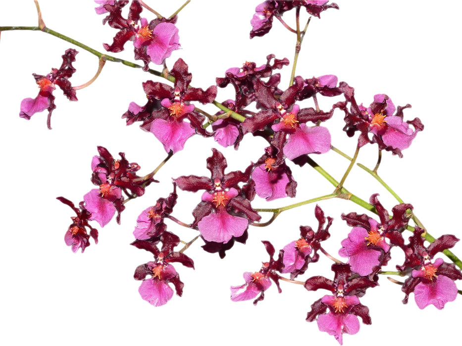 Oncidium Sharry Baby