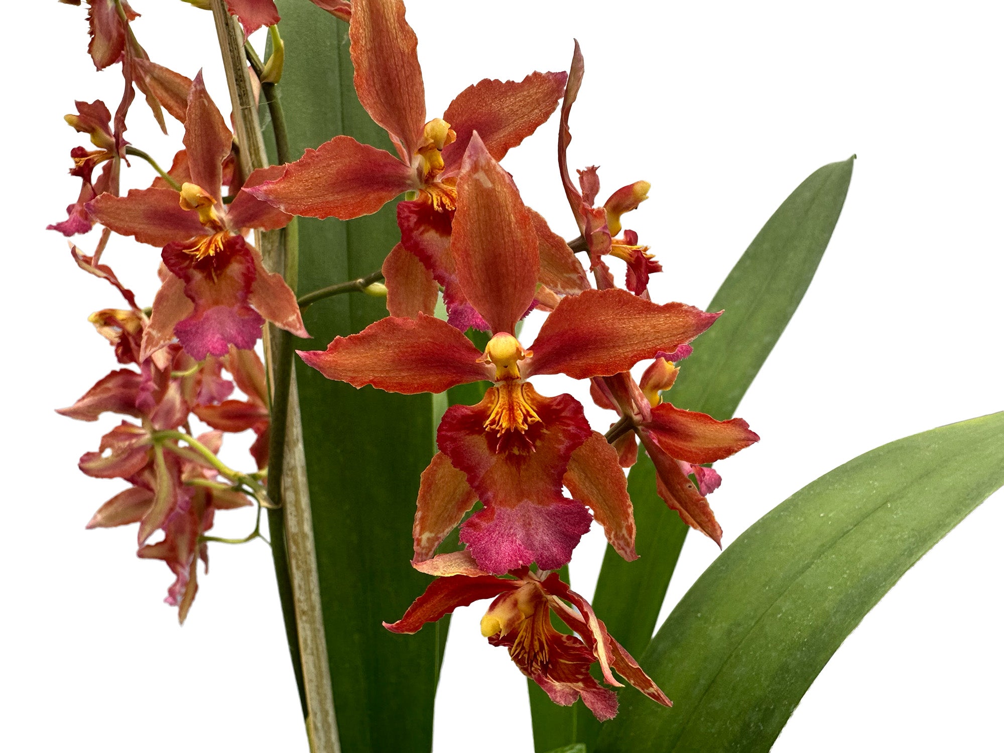Oncidium Space Mine
