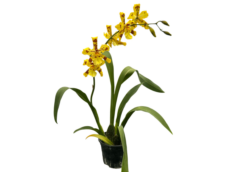 Oncidium Super Tiger