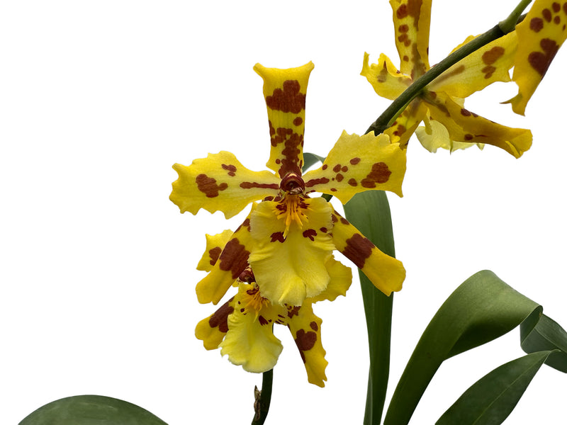Oncidium Super Tiger