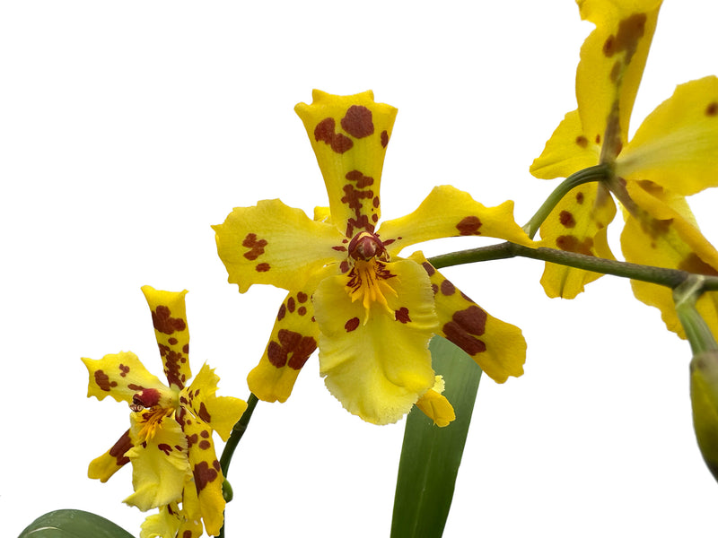 Oncidium Super Tiger