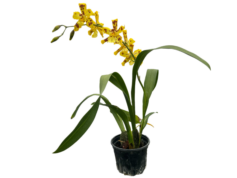 Oncidium Super Tiger