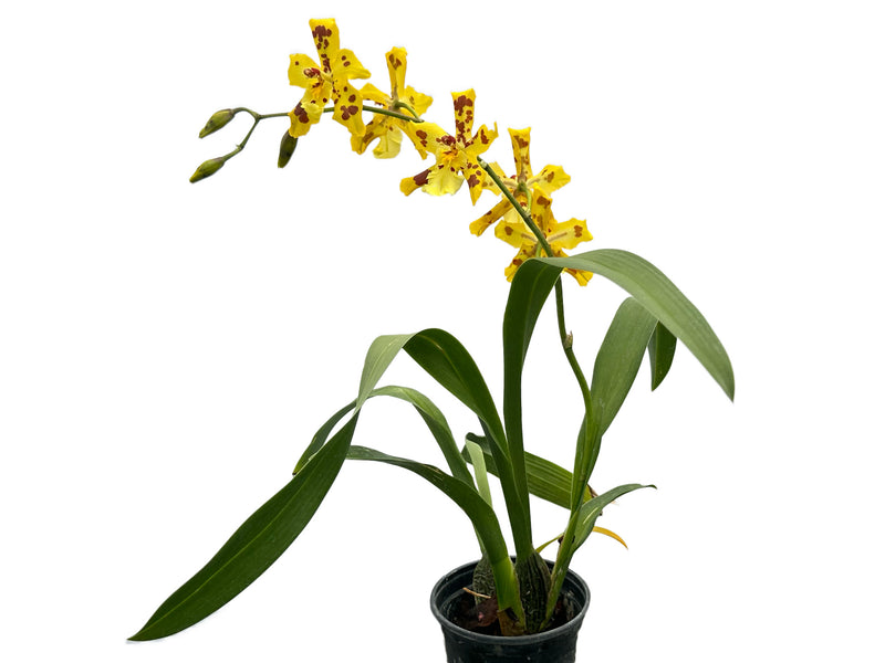 Oncidium Super Tiger