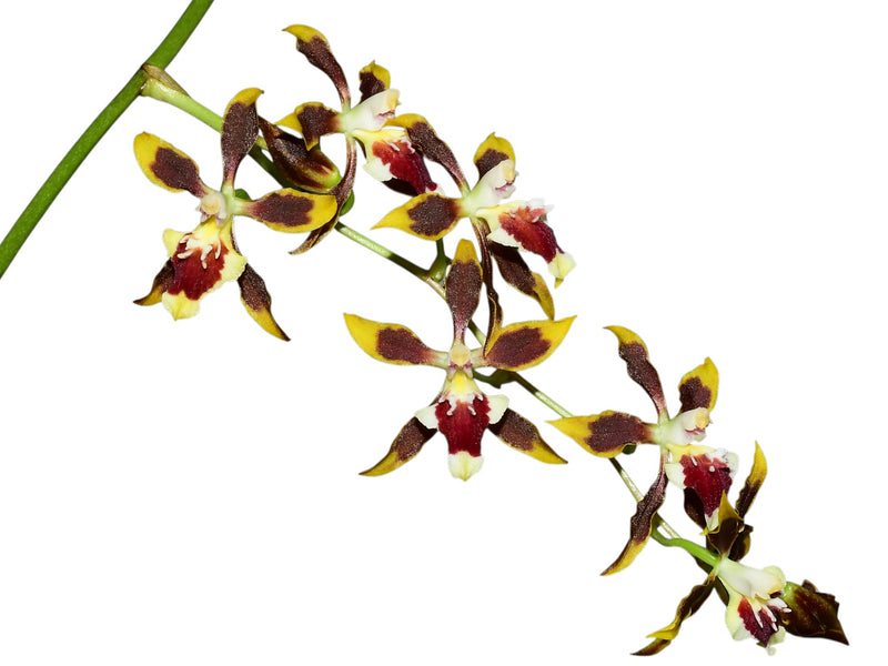 Oncidium Tamara Ticktin