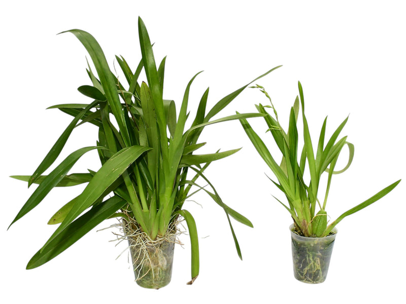 Oncidium Tiwintza (Big)