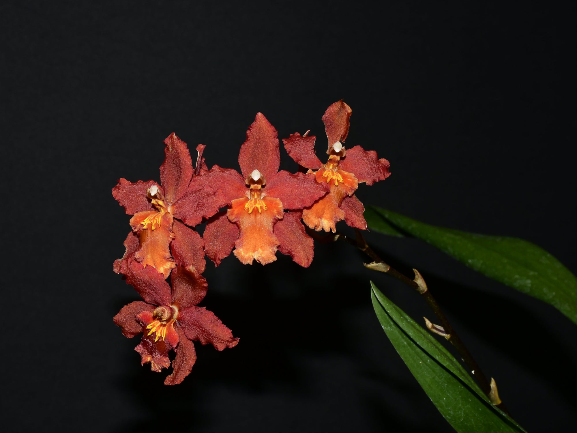 Oncidium Tom Mirenda