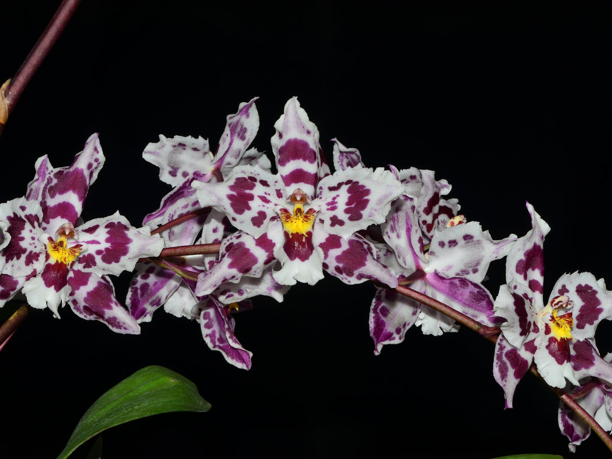 Oncidium Tomales Bay