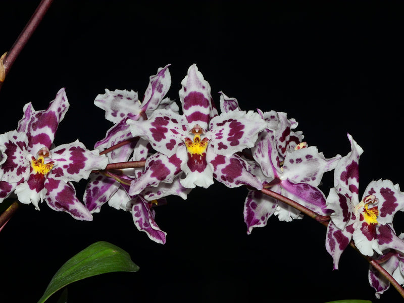 Oncidium Tomales Bay