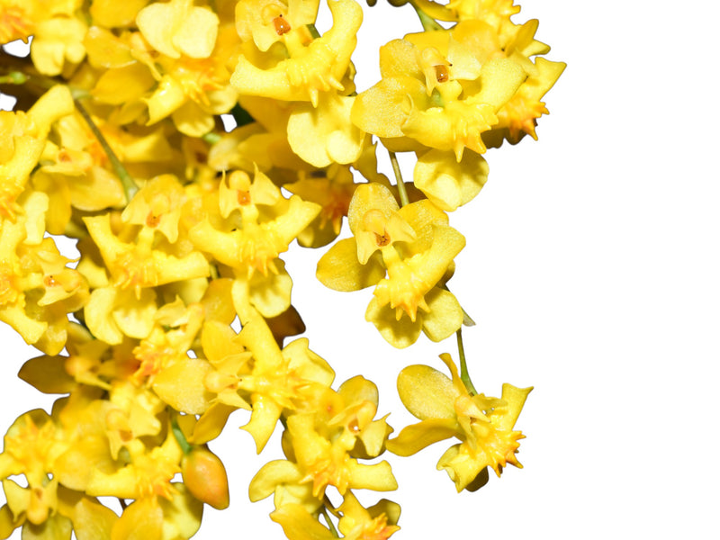 Oncidium Twinkle 'Yellow Fantasy'