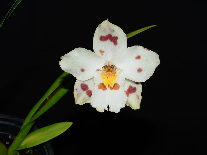 Oncidium Uzhupud Dream