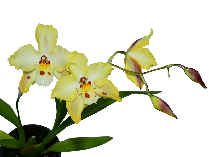 Oncidium Uzhupud Dream