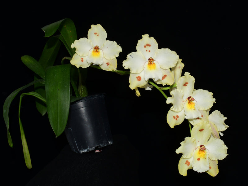 Oncidium Uzhupud Dream