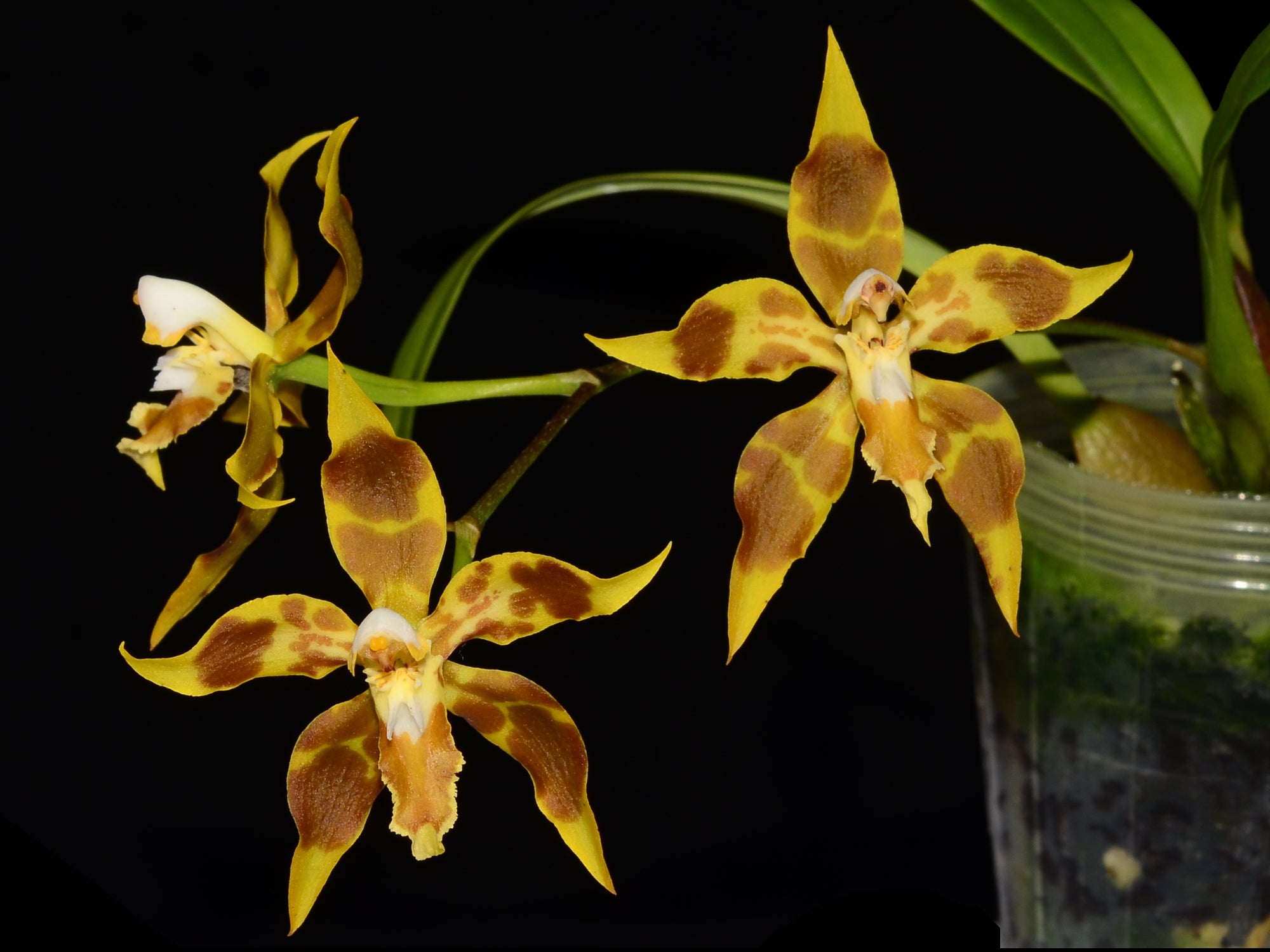 Oncidium Wayne Riggs