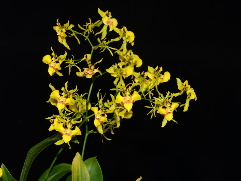 Oncidium abortivum