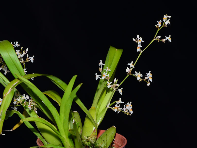 Oncidium adamsii