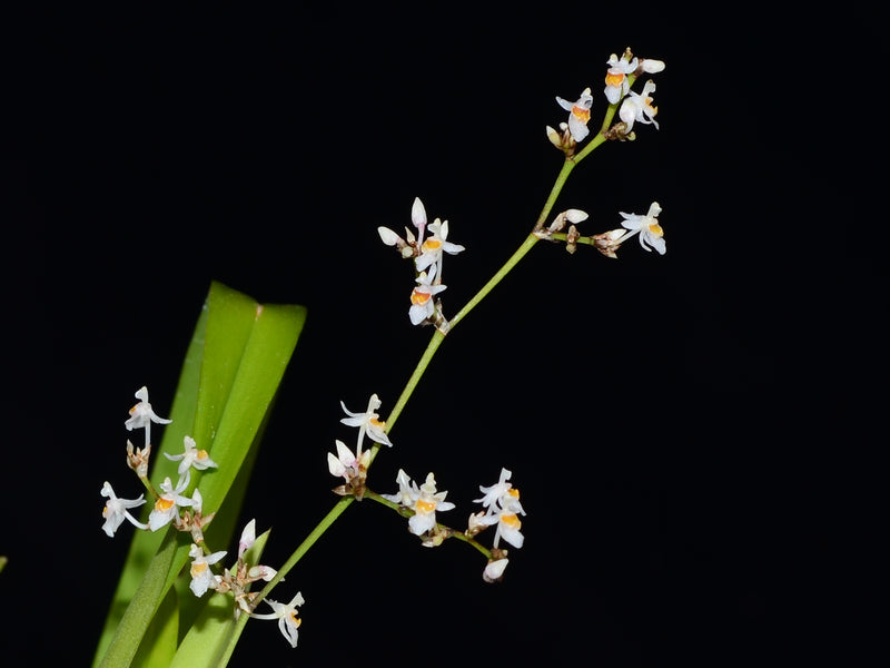 Oncidium adamsii