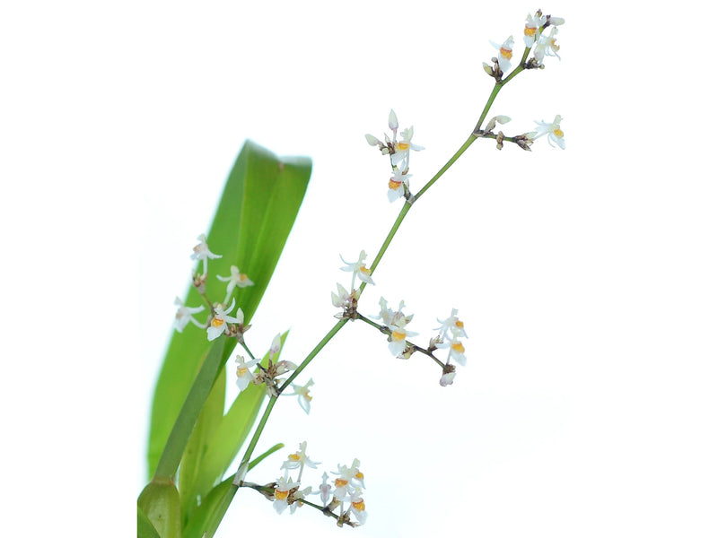 Oncidium adamsii