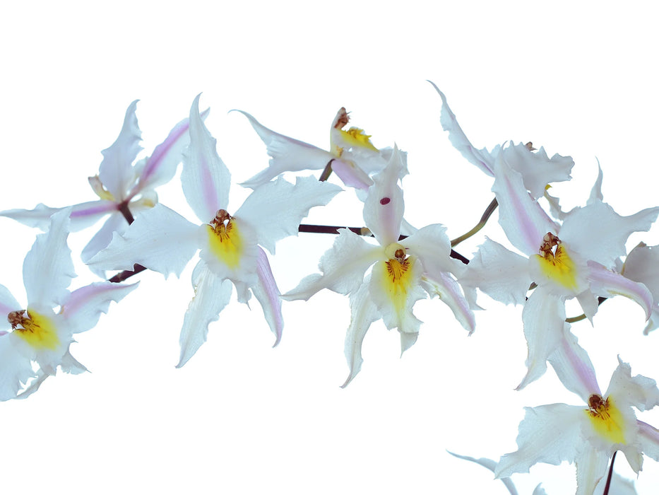 Oncidium alexandrae