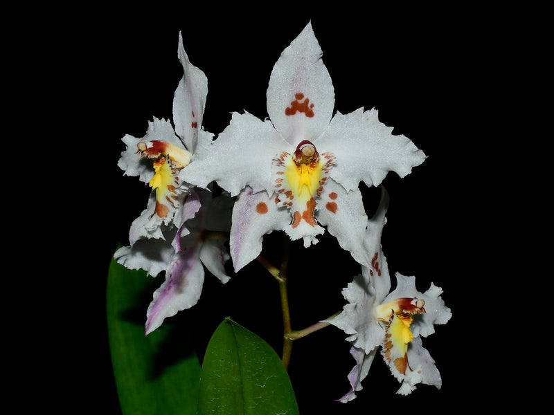 Oncidium alexandrae 'Pachu' 001929
