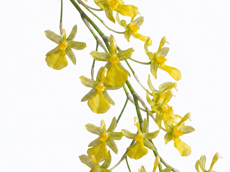 Oncidium amazonicum