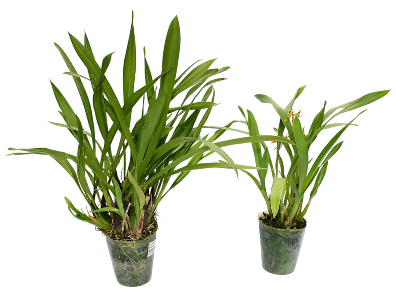 Oncidium armatum (Big)