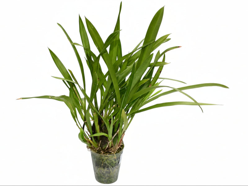 Oncidium armatum (Big)