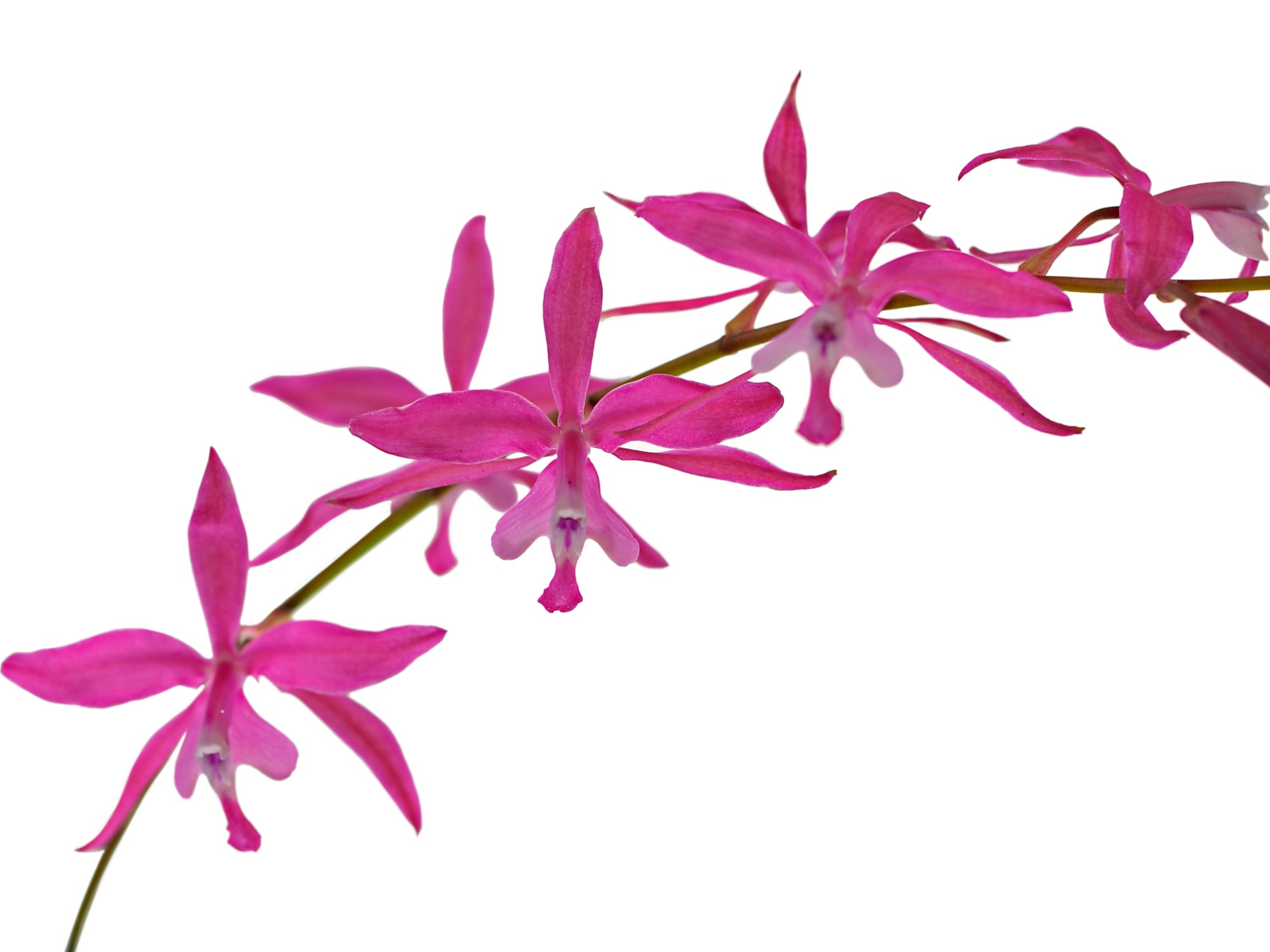 Oncidium beyrodtioides
