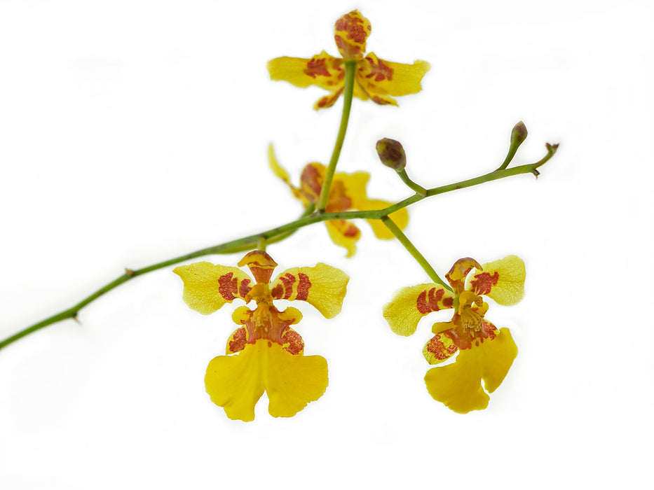 Oncidium cajamarcae