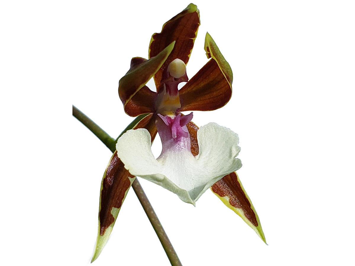 Oncidium cariniferum - Compact Central American Species — Ecuagenera ...