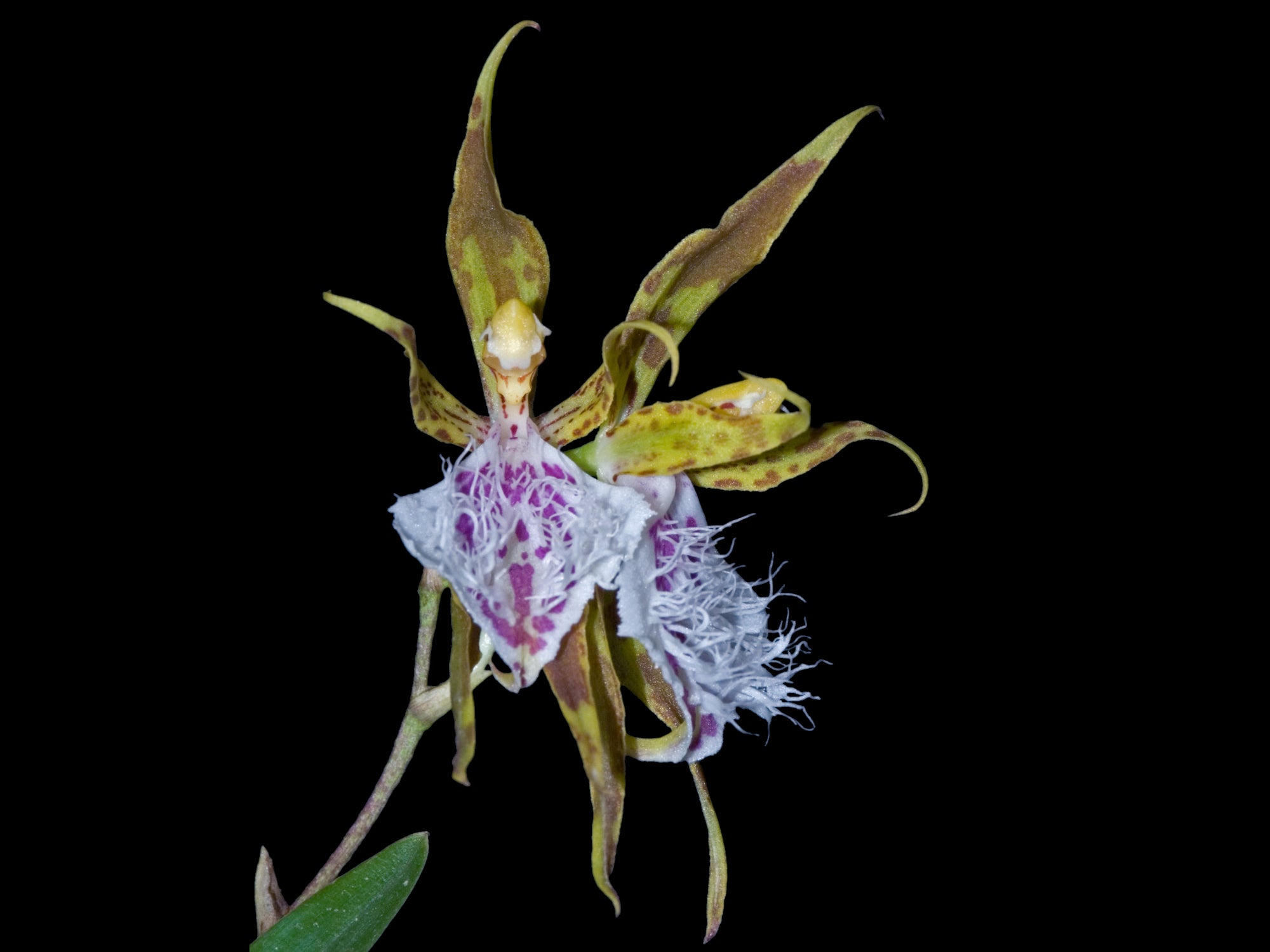 Oncidium crinitum