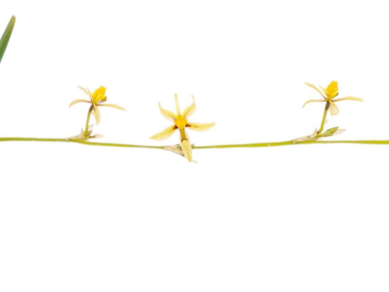 Oncidium cuculligerum