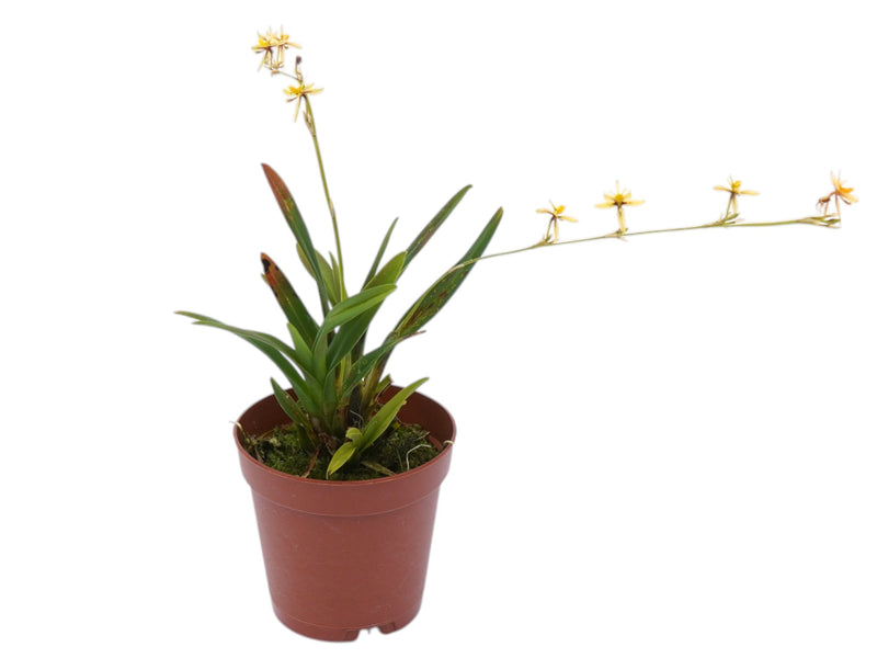 Oncidium cuculligerum