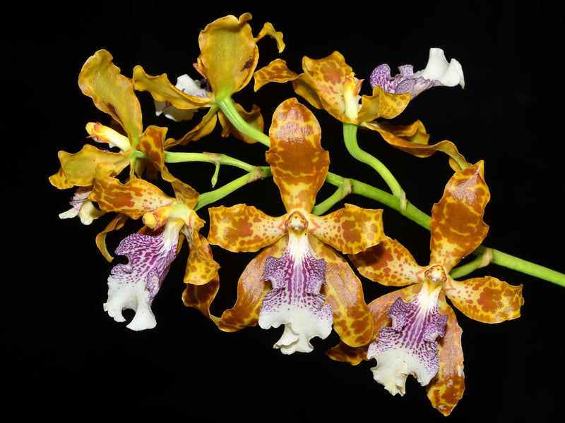 Oncidium deburghgraeveanum