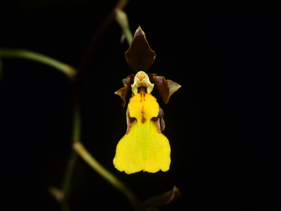 Oncidium endocharis