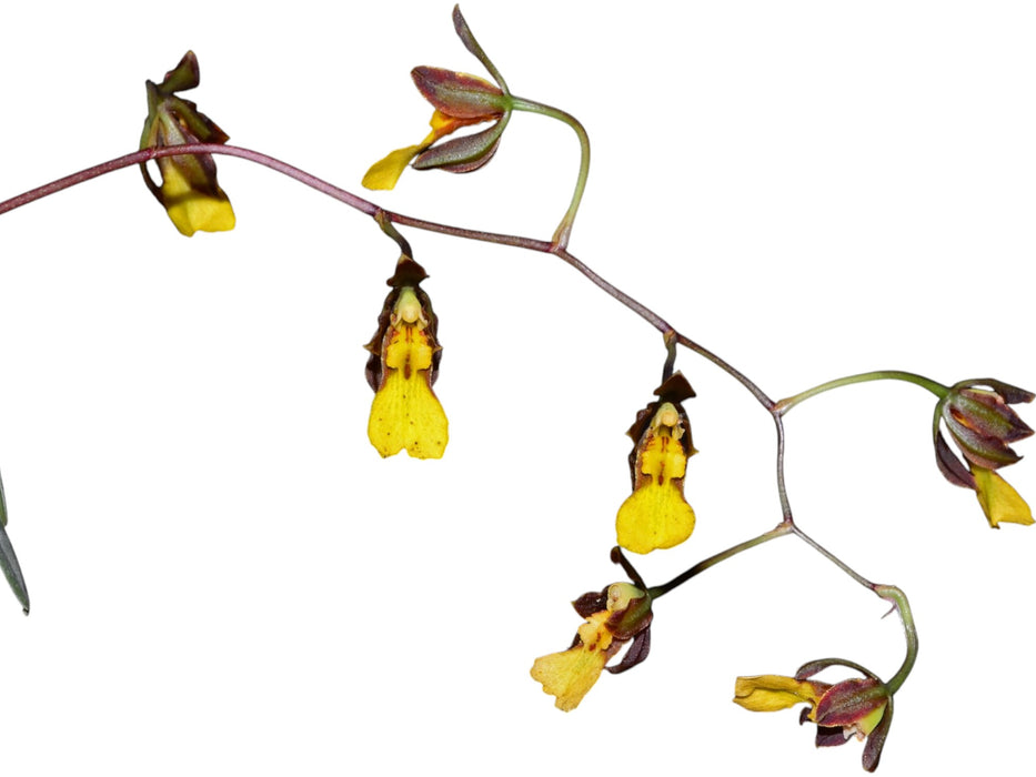 Oncidium endocharis