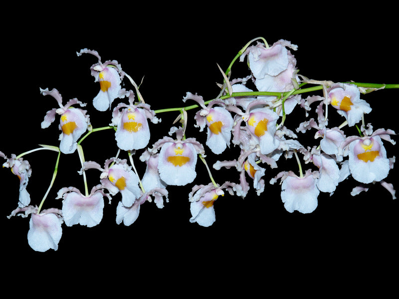 Oncidium fuscatum f. alba