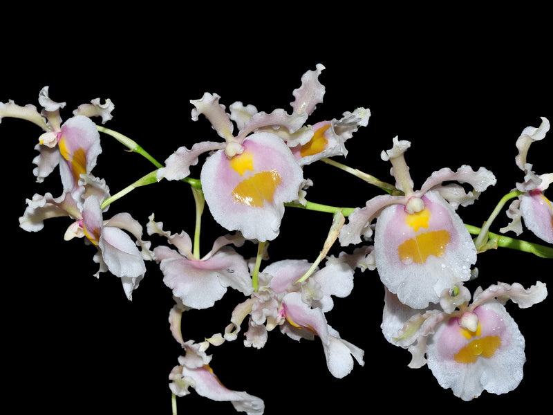 Oncidium fuscatum f. alba var Ecuagenera