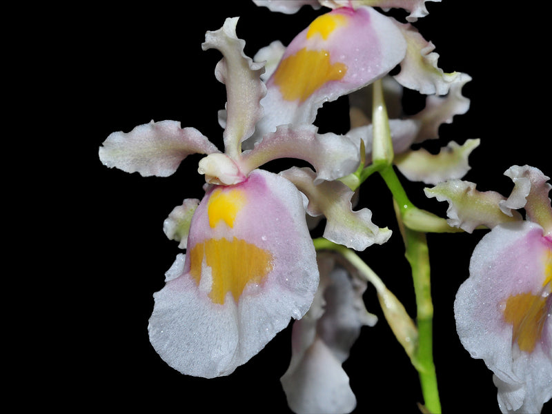 Oncidium fuscatum f. alba var Ecuagenera
