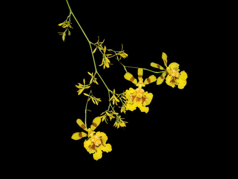 Oncidium hapalotyle