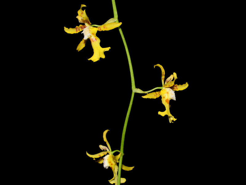 Oncidium hapalotyle