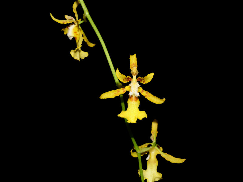 Oncidium hapalotyle